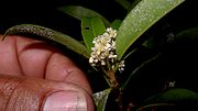 Bloem van Ocotea fasciculata