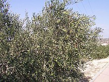עץ הזית - הנפוץ בשומרון מימי קדם
