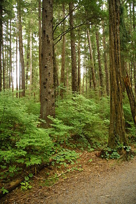 Blandet nåleskov på Sitka Island, Alaska. Sitkagran (Picea sitchensis) har skællet bark, mens Vestamerikansk Hemlock har ribbet.