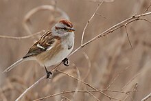 American Tree Sparrow (8316242847).jpg