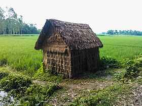 Reisfeld mit Hütte in Angarpota