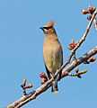 Image 40Cedar waxwing in Green-Wood Cemetery