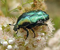 Cetonio (skarabo, commons:Cetonia aurata) sur floro.