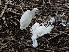 Héron au bec noir près d'un de ses congénères au bec orange dans le parc de Hann au Sénégal.