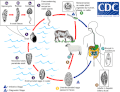 Miniatura da versión ás 19:05 do 9 de xullo de 2015