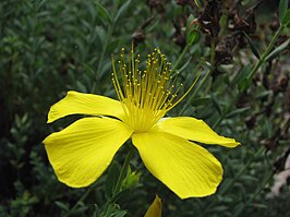 Hypericum olympicum