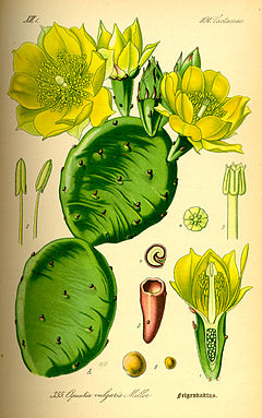 Tuna, Opuntia ficus-indica