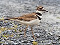 Image 106Killdeer at the South Cape May Meadows