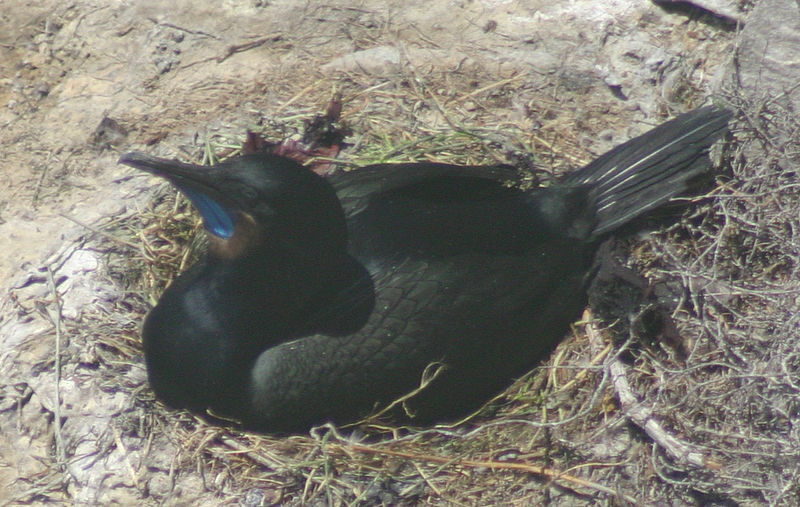 File:Phalacrocorax penicillatus 1.jpg