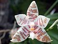 Paslaptingasis falenopsis (Phalaenopsis hieroglyphica)