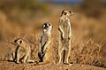 "Suricates,_Namibia-2.jpg" by User:Молли