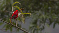 Male at Khangchendzonga National Park, Sikkim, India