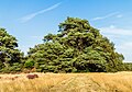 * Nomination Schaopedobbe (Sheep pool). Scots pine (Pinus sylvestris) in a flowering heathland. --Famberhorst 05:14, 5 November 2024 (UTC) * Promotion  Support Good quality.--Tournasol7 05:20, 5 November 2024 (UTC)