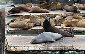 Les pontons de Pier 39 à San Francisco (États-Unis).