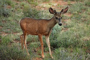 노새사슴 (Odocoileus hemionus)