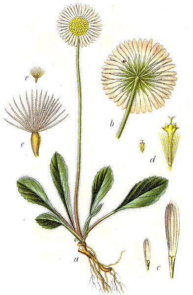 File:Bellidiastrum michelii Sturm8.jpg