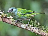 Female black-capped tanager