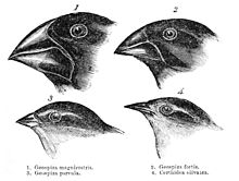 Large ground finch, Medium ground finch Small tree finch, Green warbler-finch