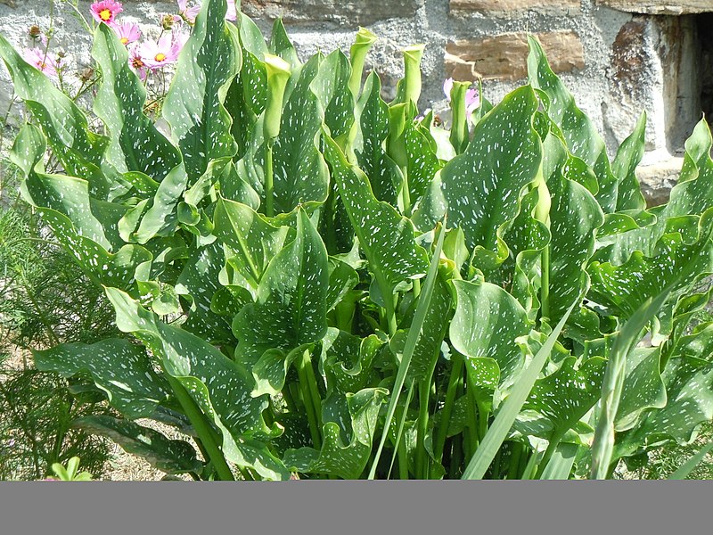 File:Feuilles d'arum.jpg