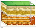 Schema esemplificativo di pozzi orizzontali (dreni) per lo sviluppo di gas shales (mediante fratturazione idraulica)