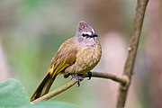 Bulbul flavescente Pycnonotus flavescens