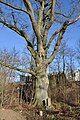 Friedenseiche an der Lohe, Ecke Tangstedter Weg in Hamburg-Duvenstedt.