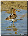 Gallinago gallinago (de: Bekassine/Schnepfe) Seeltersk: Mäidhanne, Aalke-Fokke sin Fuugel