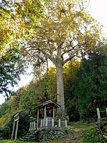 元宮の鎌八幡宮と御神木