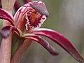 Pyrorchis nigricans Labellum