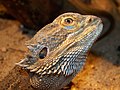 "Pogona_vitticeps.JPG" by User:William Kreijkes