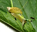 Met een parasietworm Leucochloridium paradoxum in tentakel