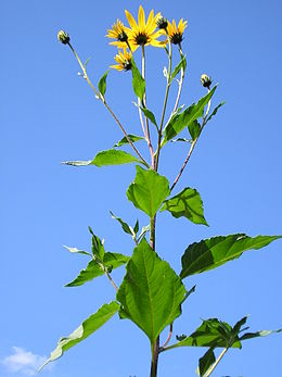 Topinambas (Helianthus tuberosus)