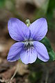 Bleeksporig bosviooltje (Viola riviniana)