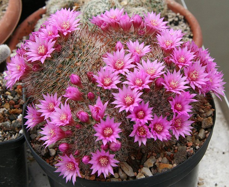 File:Mammillaria zeilmanniana.jpg