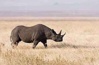 Black rhinoceros