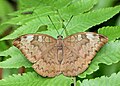 * Nomination Open wing basking position of Tanaecia jahnu (Moore,1858) - Plain Earl (Female) (by Atanu Bose Photography) --Atudu 05:13, 24 January 2023 (UTC) * Promotion  Support Good quality.--Agnes Monkelbaan 05:40, 24 January 2023 (UTC)