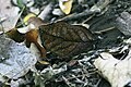 Image 2A camouflaged orange oak leaf butterfly, Kallima inachus (centre) has protective resemblance. (from Animal coloration)