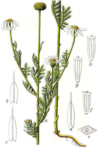 File:Anthemis austriaca Sturm42.jpg