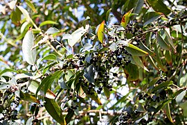 Aristotelia chilensis - Fruits-2.jpg