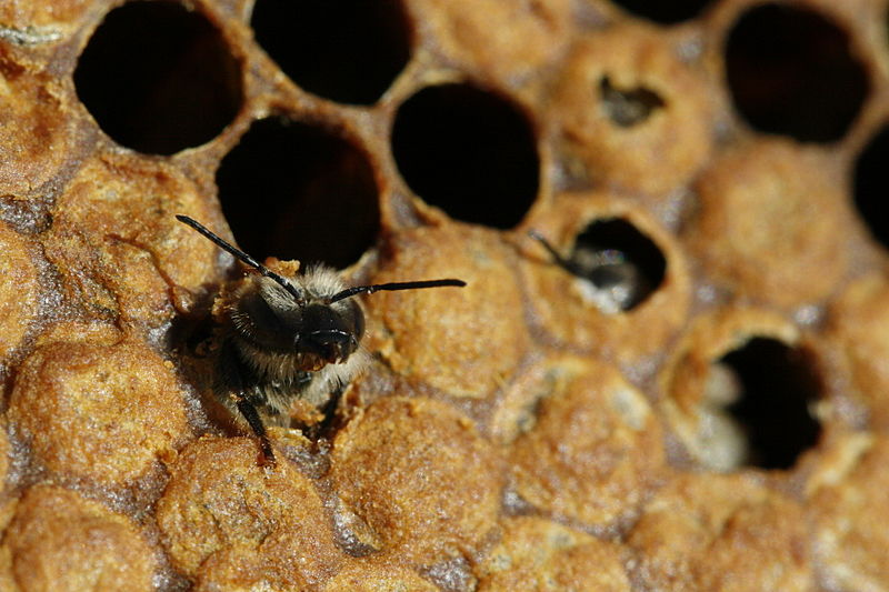 File:Birth of black bee (Apis mellifera mellifera)3.jpg