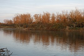 Bord de l'Allier au coucher du soleil (Réserve naturelle nationale du val d'Allier).jpg