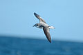 Cook’s petrel