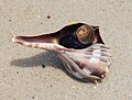 Live lightning whelk Sinistrofulgur perversum