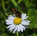 Syrphe ceinturé en plein butinage d'une « fleur ».