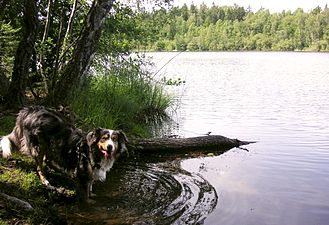 Paus vid sjön Judarn