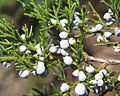 Virgininis kadagys (Juniperus virginiana)