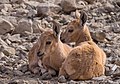 Image 28Two juvenile Nubian ibex