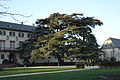 Tree in the castlegarden, Bad Homburg, Germany