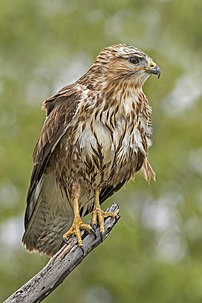 Une buse de Russie (Buteo buteo vulpinus), sous-espèce de la buse variable. (définition réelle 2 666 × 4 000)