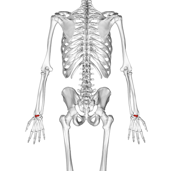 File:Scaphoid bone 02 dorsal view.png